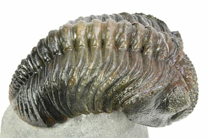 Large, Multi-Toned Pedinopariops Trilobite - Mrakib, Morocco #309218